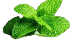 in8 removebg preview